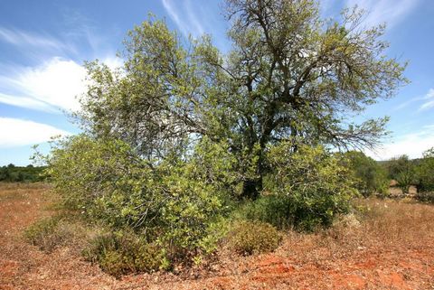 Flat plot of land with 50 carob trees. The land is flat, has water and electricity nearby and has good access, tarmac to the land. // Rustiek stuk grond met 50 Johannesbroodbomen, S.B. Messines, Silves Vlak stuk land met 50 Johannesbroodbomen. Het la...