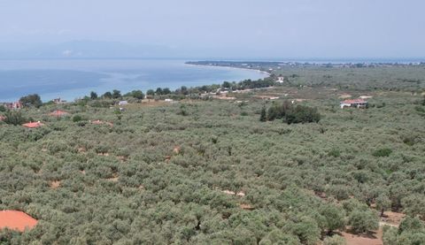 Property Code. 11749 - Agricultural FOR SALE in Thasos Skala Sotiros for € 12.000 . Discover the features of this 917 sq. m. Agricultural: Distance from sea 560 meters, Distance from the city center: 20000 meters, Distance from nearest village: 1400 ...