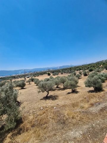 Se vende una parcela de 100.000m², apta para uso agrícola. La parcela es llana y tiene acceso desde asfalto. Se encuentra en una zona industrial