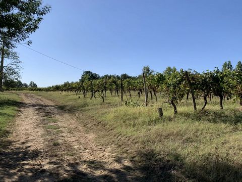 Come and discover this working vineyard of over 100 hectares, including 90 hectares of vines, in the Côte de Duras appellation, which is entirely self-sufficient in terms of both filtration and packaging equipment, including a bottling line equipped ...