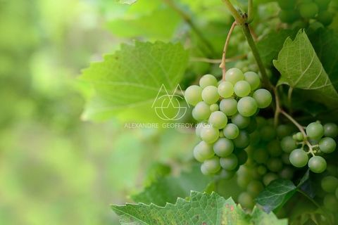 Rare opportunité Vignoble en appellation Vouvray de 20 ha