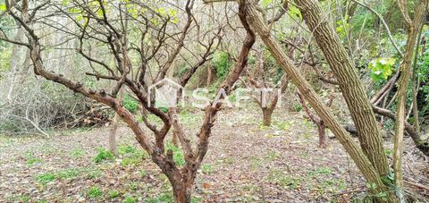 photo no. 14