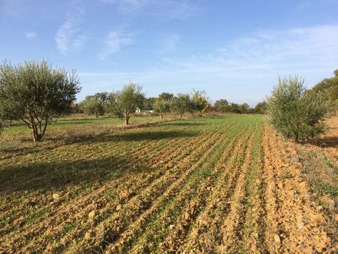 Terrain de 2.7 Ha d'UN SEUL TENANT- contours arborés de chênes blancs