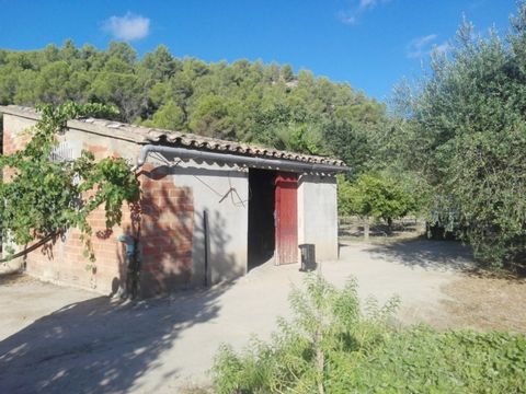 Estate in Miravet bordering the Ebro river 14 hectares in full production planted with olive and fruit trees with agricultural construction direct water intake from the channel with legalized concession great views of the river and the Miravet Templa...