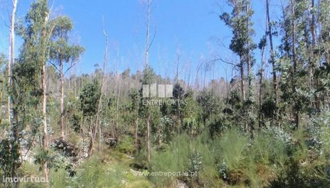Sale of Land, Outeiro, Viana do Castelo, with 18.000 m2. Ref.: VCC11732 FEATURES: Plot Area: 18 000 m2 Area: 18 000 m2 Net Area: 18 000 m2 Energy Efficiency: Exempt DOOR BETWEEN Founded in 2004, the ENTREPORTAS group with more than 15 years, is a lea...