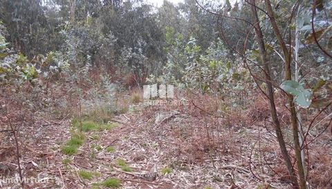 Sale of forest land, Carreço, Viana do Castelo. Forest land with a total area of 1,820 m². It is located in the vicinity of the N13. Ref.: VCC12259 FEATURES: Plot Area: 1 820 m2 Area: 1 820 m2 Net Area: 1 820 m2 Energy Efficiency: Exempt ENTREPORTAS ...