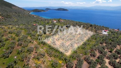 Real estate consultant Maria Kostopoulou of the Sianos Papageorgiou group and the RE/MAX Domi office in Volos. A sloping plot of land with a total area of 4005 sq.m. is available for sale. in the beautiful Agios Dimitrios. The property is located jus...
