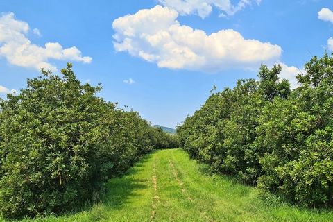 Découvrez le charme et le potentiel inégalés de cette superbe ferme de macadamia de 30 hectares, idéalement située dans une vallée pittoresque au sommet d’une colline à seulement 10 km de Nelspruit et à seulement 2,2 km de la route R40 menant à Barbe...