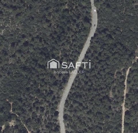 Forêt