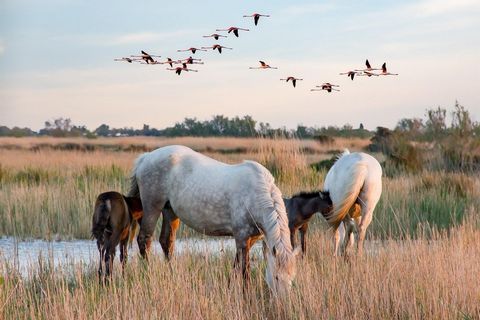 Mas rénové avec piscine aux portes de la Camargue