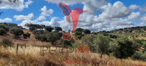 Rustic land for sale with 3000m2 near the charming village of Avis. With a spectacular view over the mirror of the Maranhão Reservoir, this plot also has a very pleasant view over this historic village. It has about twenty olive trees and 5 holm oaks...