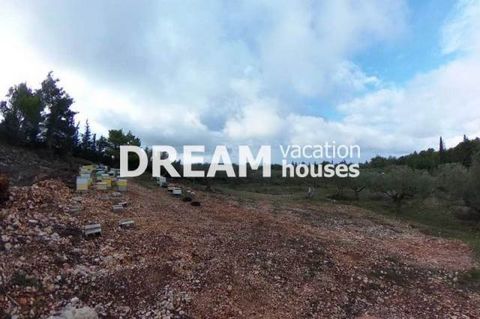 Description En vente Lopin de terre, Agios Leontas, 5.000 m2, Dans lot/avec jardin 5000 m2, Prix: 80.000€ Description detaillée Terrain d'une superficie totale de 5000m². à Agios Leon de Zante, dans un environnement vert. Il a un potentiel de constru...