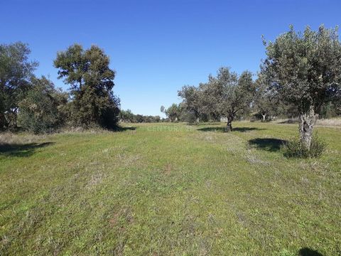 Terrain rustique, situé à Corval, plus précisément à côté d'Aldeia do Carrapatelo. Avec une superbe vue ! Juste à côté de la route nationale. Avec facilité d'électricité du réseau public, avec beaucoup d'eau de puits. Réservez votre visite. Vous aure...