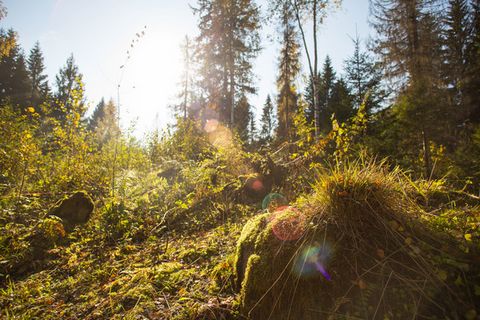 Участки от 9 до 20 соток в окружении хвойного леса + Собственник. Прямая продажа. + Выгодная стоимость на земельный участок. + Рассрочка 0% на 6 месяцев + 23 км от СПБ + Общественный транспорт в пешей доступности + Экология для вашего здоровья. Инфра...