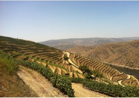 Located in the heart of Douro Valley, the Farm can be easily reached since that stays at 2 hours distance from Oporto International Airport, same time to Salamanca railway international connections. And there ́s still possible reach by cruise As othe...