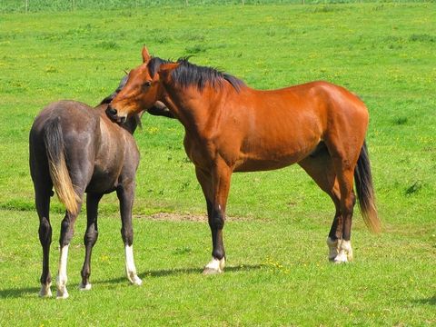 Dpt Vosges (88), à vendre secteur CONTREXÉVILLE - Terrain agricole de 67.751 m2 - 6,7 ha - libre de toute occupation