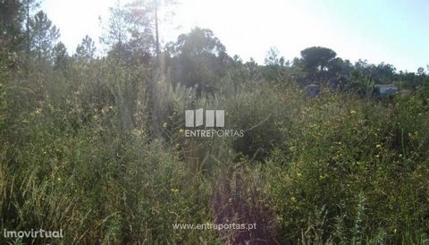 Land for Sale with an area of 11,000 m2. Good location. Great for agricultural design. Constance, Marco de Canaveses. Ref.:MC04604 FEATURES: Land Area: 11 000 m2 Area: 11 000 m2 Useful Area: 11 000 m2 Energy Efficiency: Exempt ENTREPORTAS Founded in ...