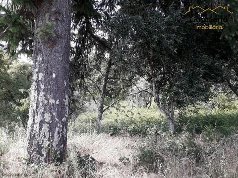 Fantastische landbouwgrond gelegen in een rustig en zeer zonnig dorp. Het is samengesteld uit fruitbomen en andere voor het hakken van hout. Het heeft leidingwater en elektriciteit in de buurt. Goede deal, geniet er nu van!