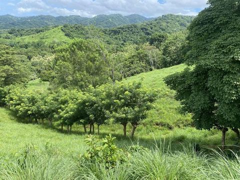 Välkommen till Finca Rio El Carmen, vi är glada att kunna presentera en verkligt fängslande fastighet, en rustik 3 hektar stor gård som erbjuder en exceptionell möjlighet för dina Costa Rica fastighetsprojekt. Med sin fantastiska natur, bekväm tillgå...