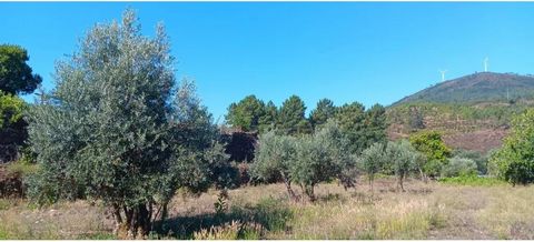 Terrain rustique, composé d’oliveraies, culture arvense. Deux parcelles rustiques à vendre ensemble L’un des terrains de 460 m2, composé d’Olival, se trouve au centre du village de Castelo. l’autre terrain d’une superficie de 320 m2, composé de cultu...