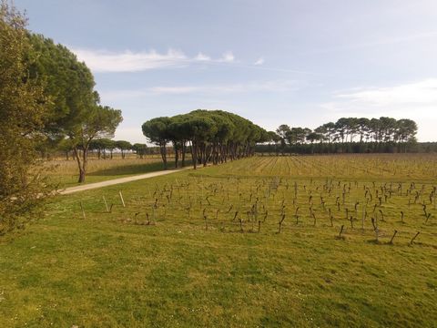 photo no. 11