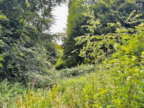 photo no. 13
