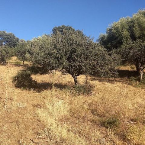 photo no. 8