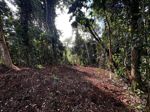 Magnifique terrain à vendre de 3 882 m² en pleine forêt tropicale en lisière de rivière