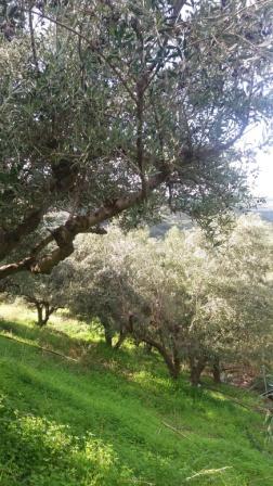 Zou Terrain à bâtir avec des oliviers d'environ 12000m2. Il a 550 oliviers et un bon accès. Le terrain bénéficie d'une vue sur les montagnes et la fantastique vallée de la source de Zou. Enfin, il est à 5 km de la mer et dispose d'un droit de constru...