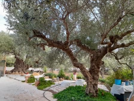 Chochlakes-Sitia Building plot of land with olive trees. The plot is 3.520m2 plus another plot of 1650m2 which is located opposite and agricultural road. The plot has a building right of 186m2. There is agricultural water and the electricity is nearb...