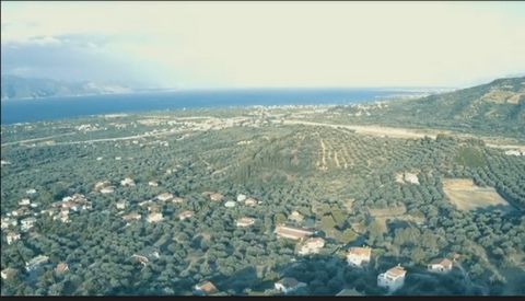 ACHAIA, Lampiri, Ziria, plot 3.875 sq.m. Large productive olives, within the city plan, amphitheater, buildin factor 0.8,  2 sides, frontage 43 m., buildable, 1,500 m. from the sea, unrestricted mountain – forest – sea view, suitable for commercial u...