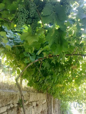 A Quinta do Toutiçal é uma propriedade composta por 8 artigos, localizada na freguesia de Fornos, no concelho de Castelo de Paiva, onde a Rochinvest produz uvas para vinhos de marca própria, brancos, tintos e rosés, assim como espumantes de Vinho Ver...